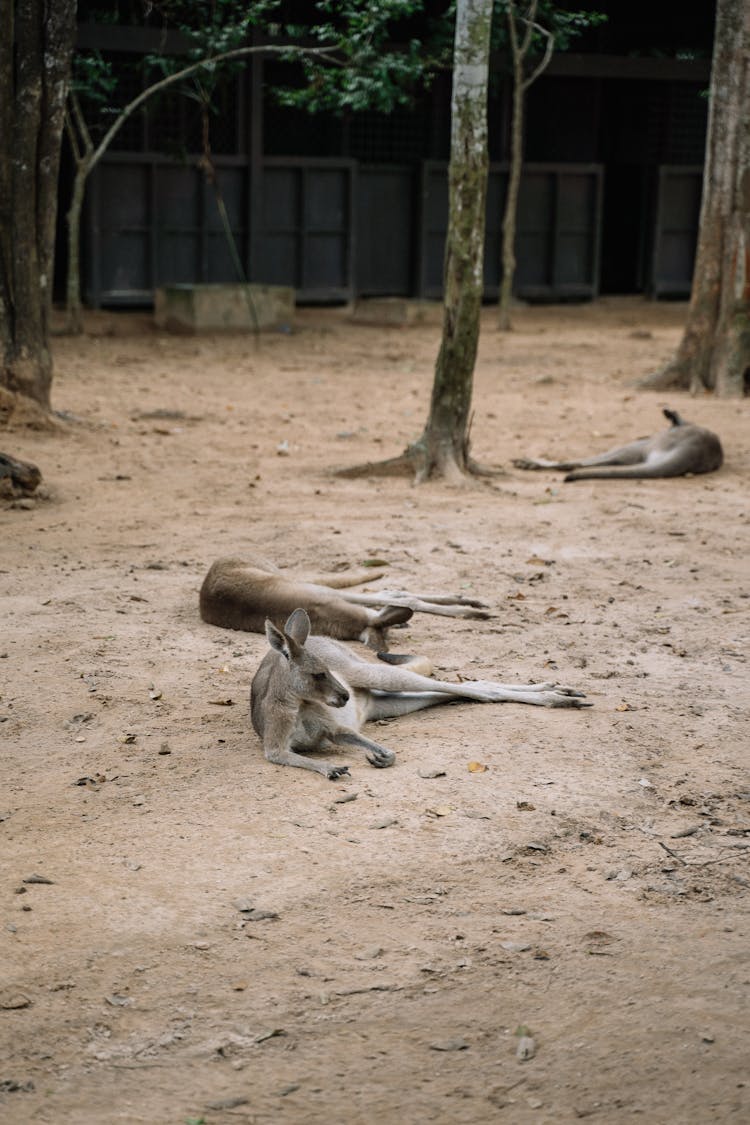 Kangaroo Lying On Brown Soil