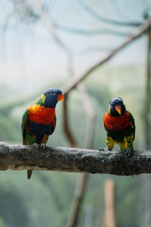 A Colorful Parrots on a Tree Branch