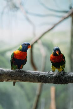 Two colorful rainbow lorikeets perched on a branch, showcasing vivid plumage.