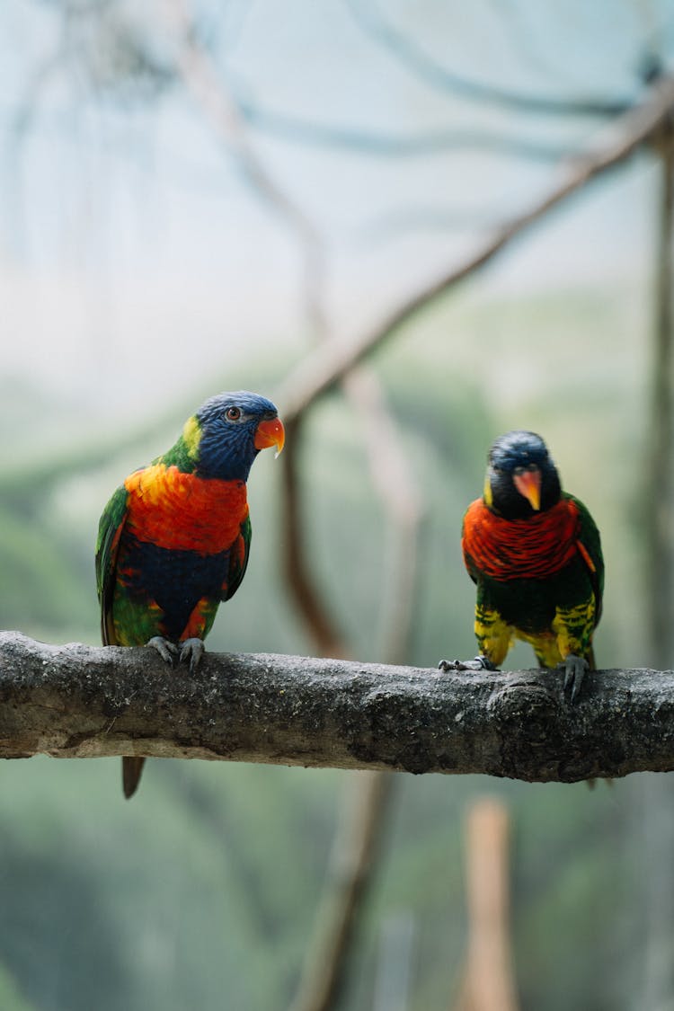 A Colorful Parrots On A Tree Branch