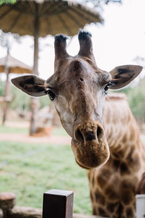 Free Close-up shot of a giraffe's face looking directly at the camera in a zoo setting. Stock Photo