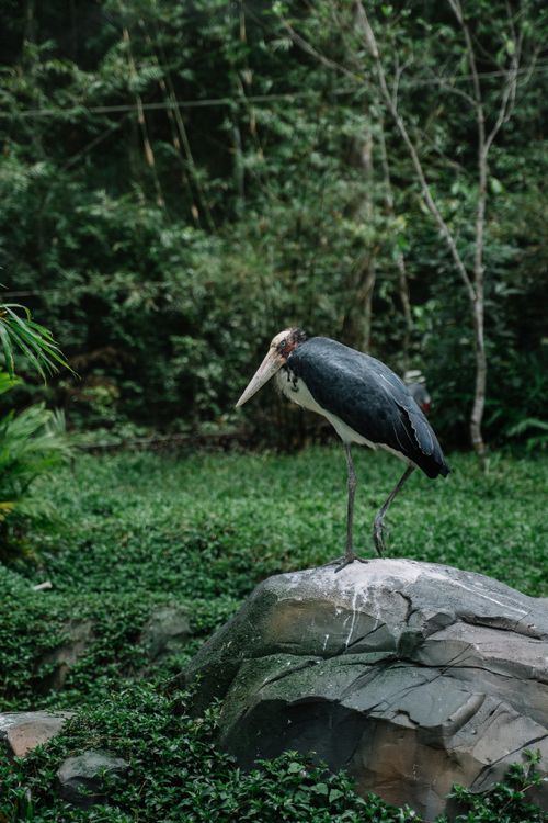 Free A marabou stork stands on a rock surrounded by lush green forest, showcasing its natural habitat. Stock Photo