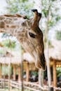A Side View of a Giraffe's Head