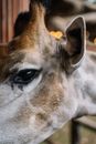 A Close-up Shot of an Animal's Eye