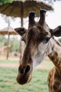 A Close-up Shot of a Giraffe Head