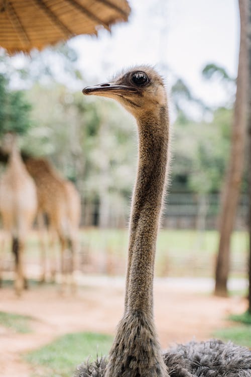 Fotos de stock gratuitas de animal salvaje, ave no voladora, avestruz