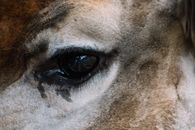 A Close-up Shot of an Animal's Eye