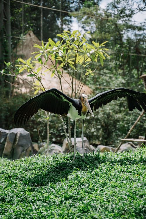 Free A striking lesser adjutant stork with wings spread, standing on vibrant greenery in a natural setting. Stock Photo