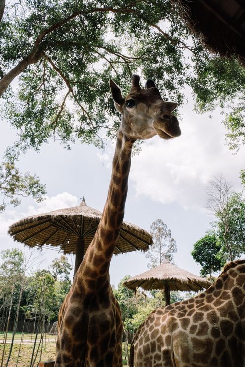 Free A striking giraffe stands in a lush area with trees and straw-roof structures, showcasing its long neck. Stock Photo