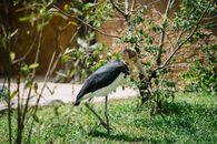 A Stork Walking on the Grass