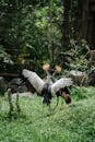 Two Grey Crowned Crane Mating while Standing on the Grass