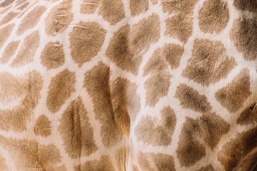 Detailed close-up of giraffe's skin showing unique pattern and texture of spots.