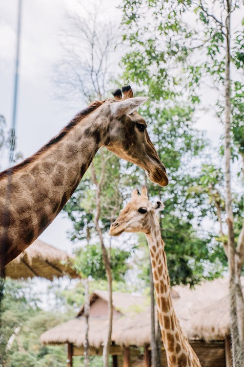 A Low Angle Shot of a Giraffe's on the Zoo