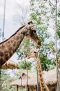 A Low Angle Shot of a Giraffe's on the Zoo