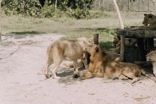 Group of lions basking in sun at zoo, highlighting natural behaviors., free online jigsaw puzzle on JigsawPuzzlesFreeOnline.org