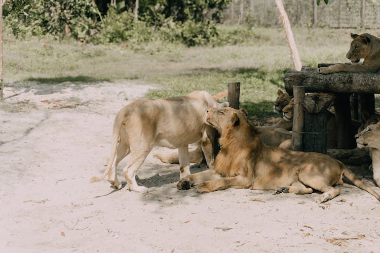 Lions In The Zoo