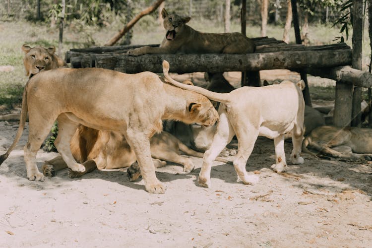 Lions In The Zoo