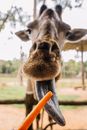 A Close-up Shot of a Giraffe Eating Carrot