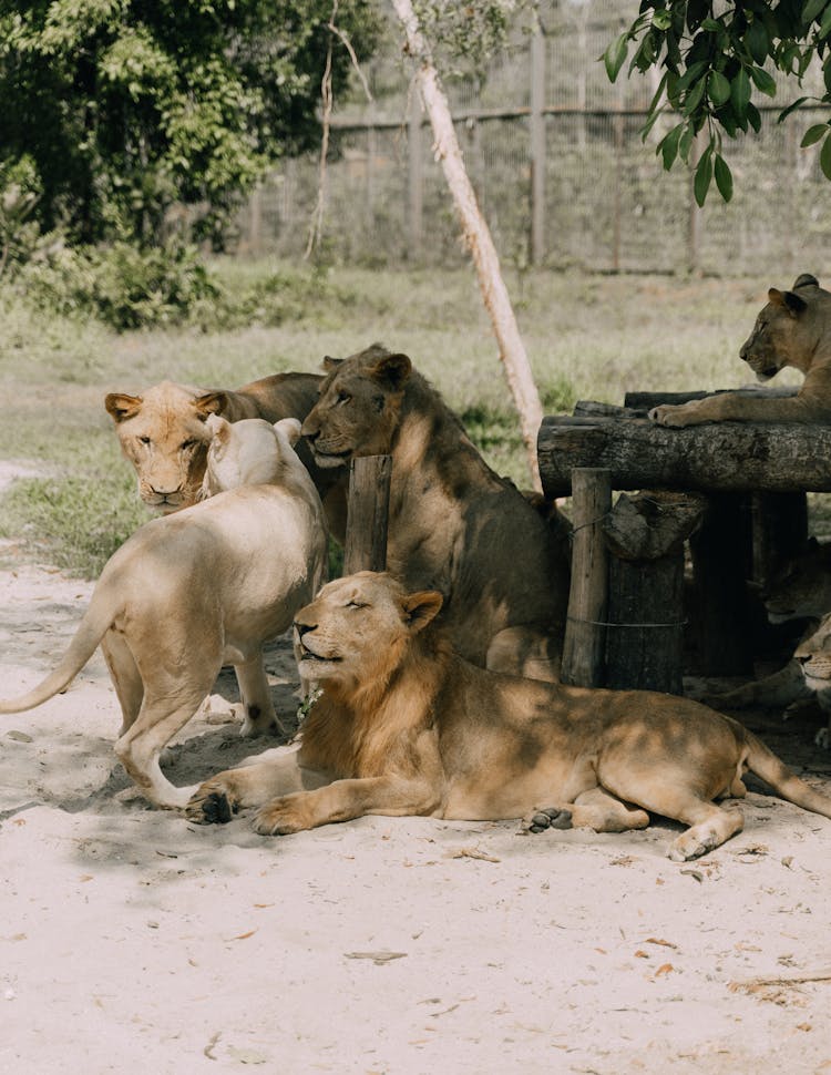 Lions In The Zoo