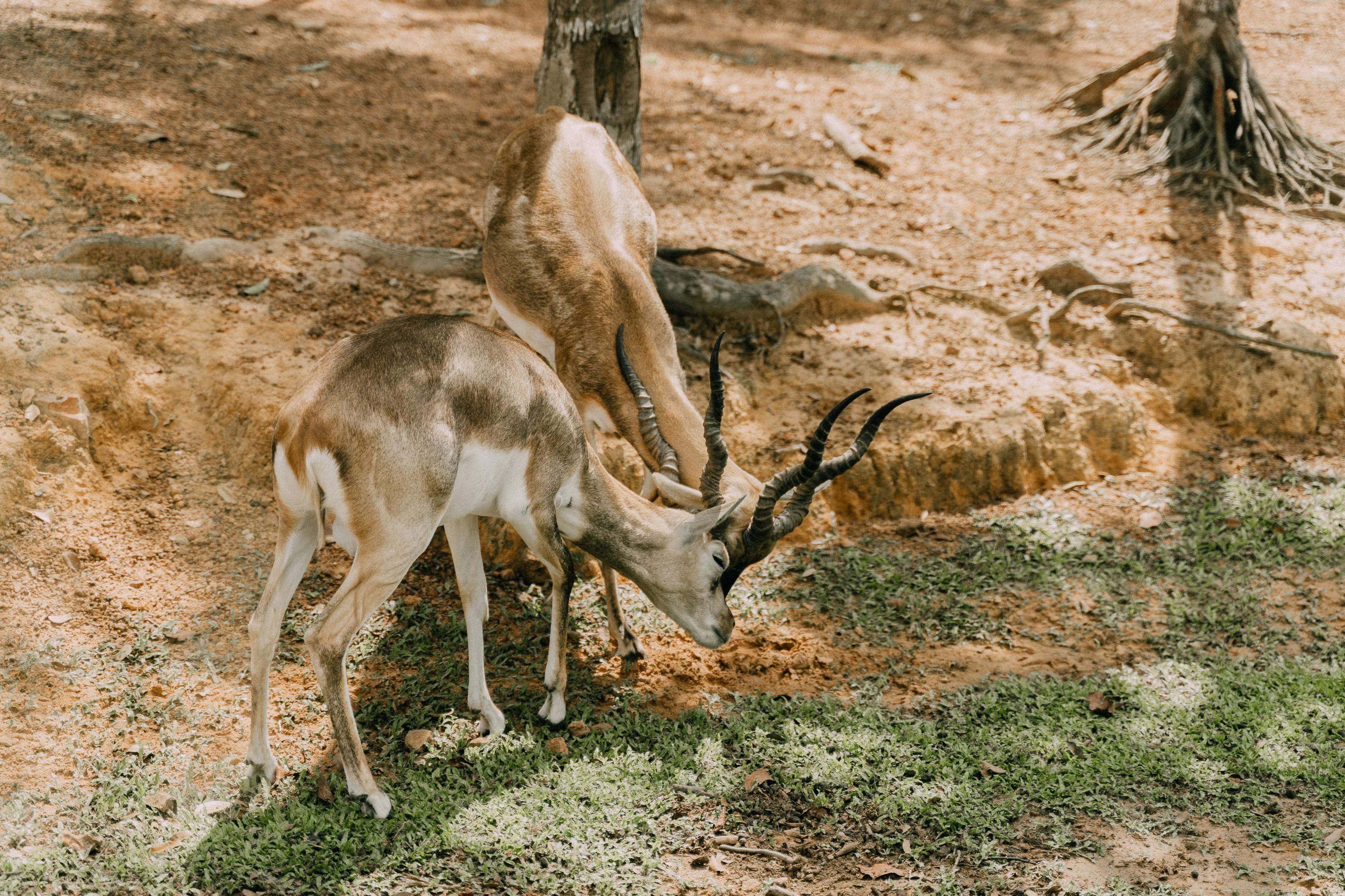 grátis Foto profissional grátis de alimentando, animais, animais selvagens Foto profissional