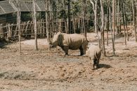Free stock photo of 4k wallpaper, android wallpaper, animal