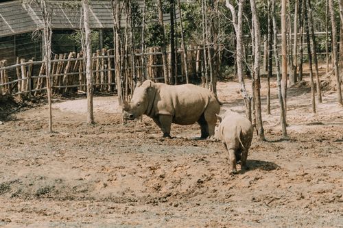 Free Two rhinos in a muddy zoo enclosure surrounded by wooden fencing and sparse trees. Stock Photo