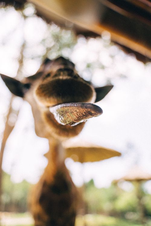 Free A giraffe sticks its tongue out playfully in a sunny outdoor setting. Stock Photo
