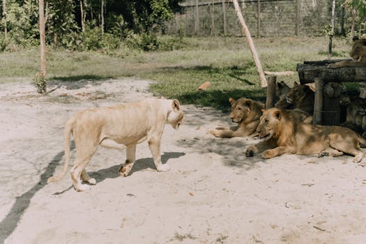 A group of lions lounging in a sunlit outdoor enclosure, showcasing wildlife behavior.