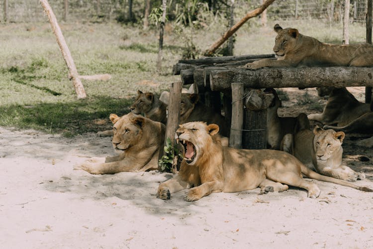 Lions In The Zoo