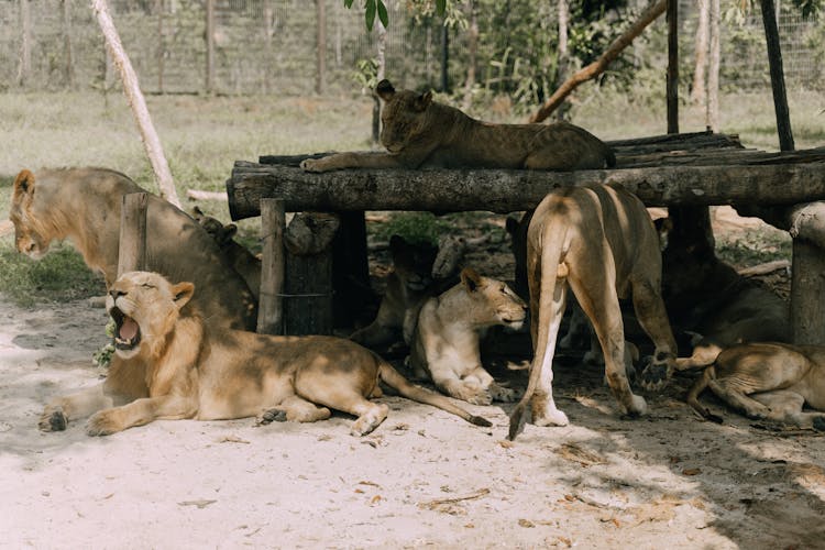 Lions In The Zoo