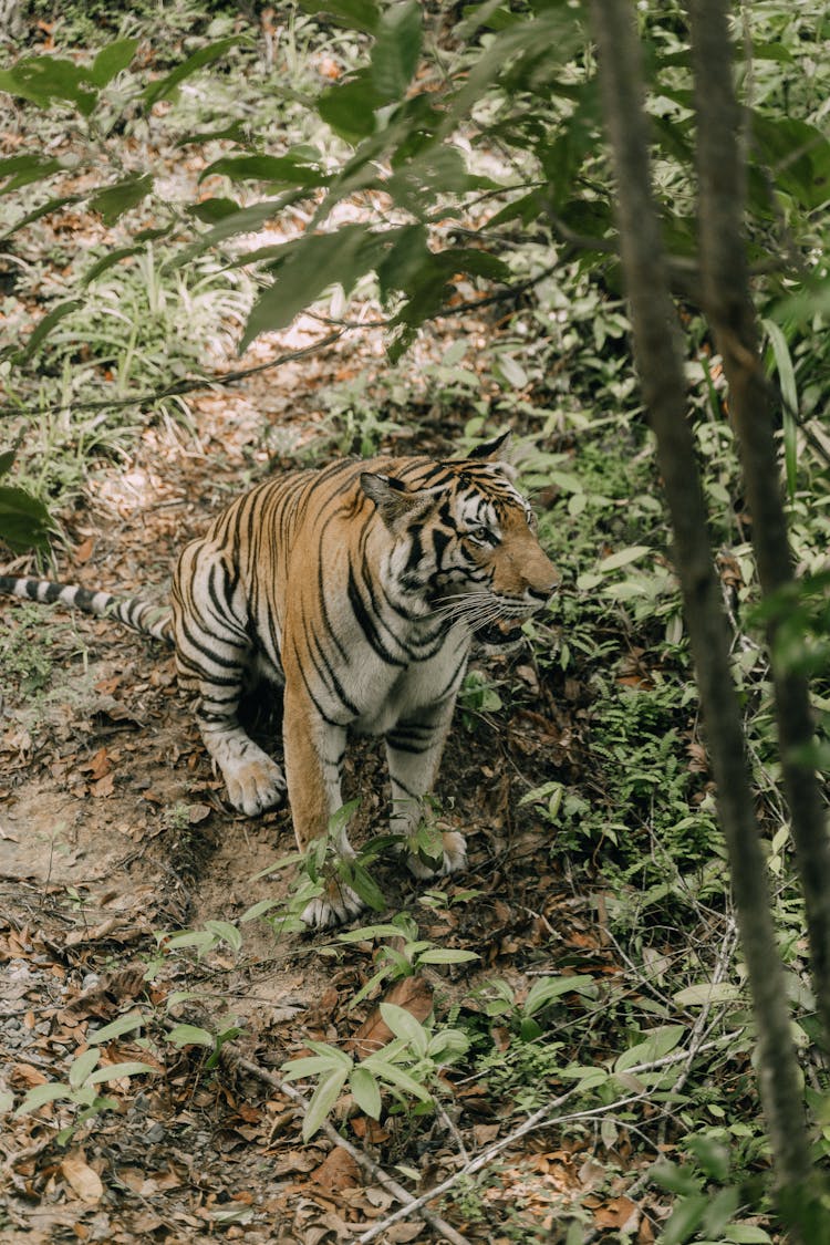 Tiger On The Green Grass