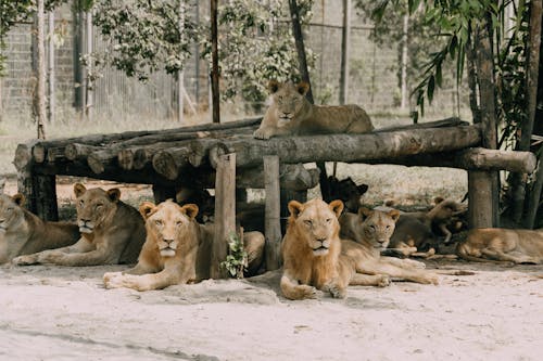 Lions Bruns Allongés Sur Le Sable