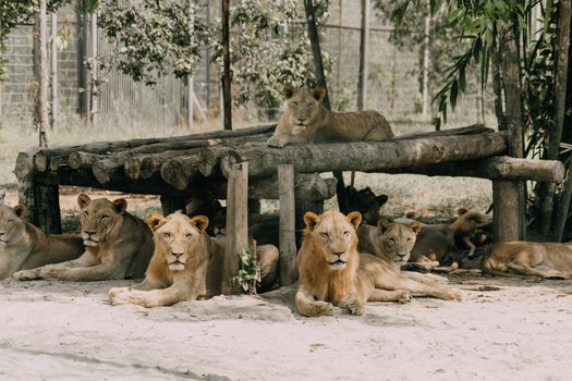 A group of lions relaxing in a shaded area at a zoo enclosure.