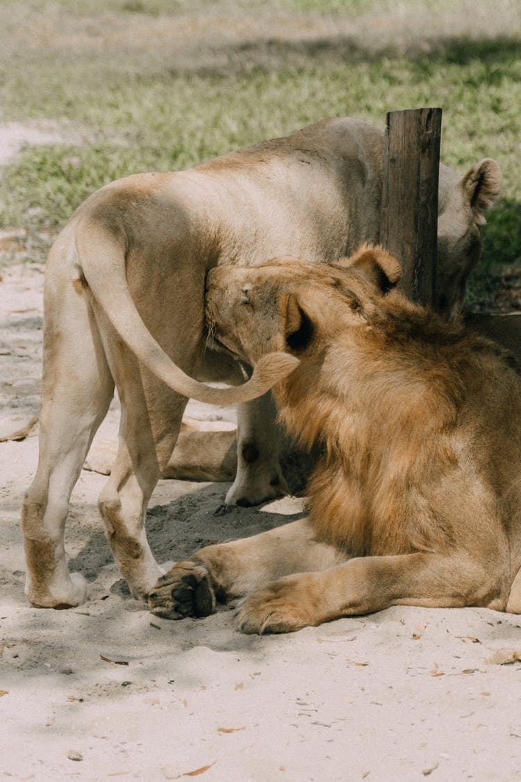 Close-Up Shot Of Two Lions In The Zoo