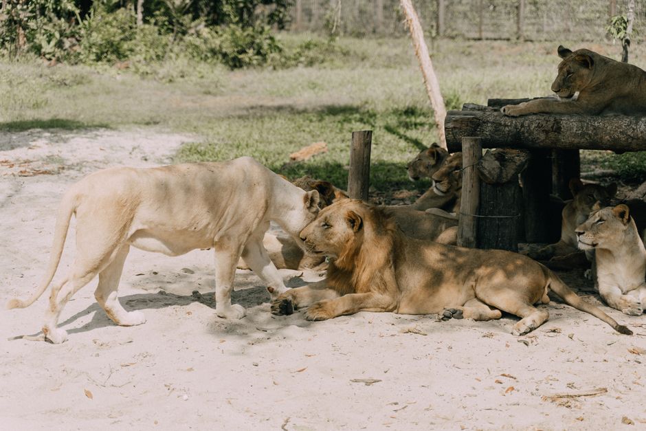 A pride of lions relaxing in the shade during a sunny day at the zoo.