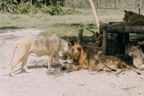Free A pride of lions relaxing in the shade during a sunny day at the zoo. Stock Photo