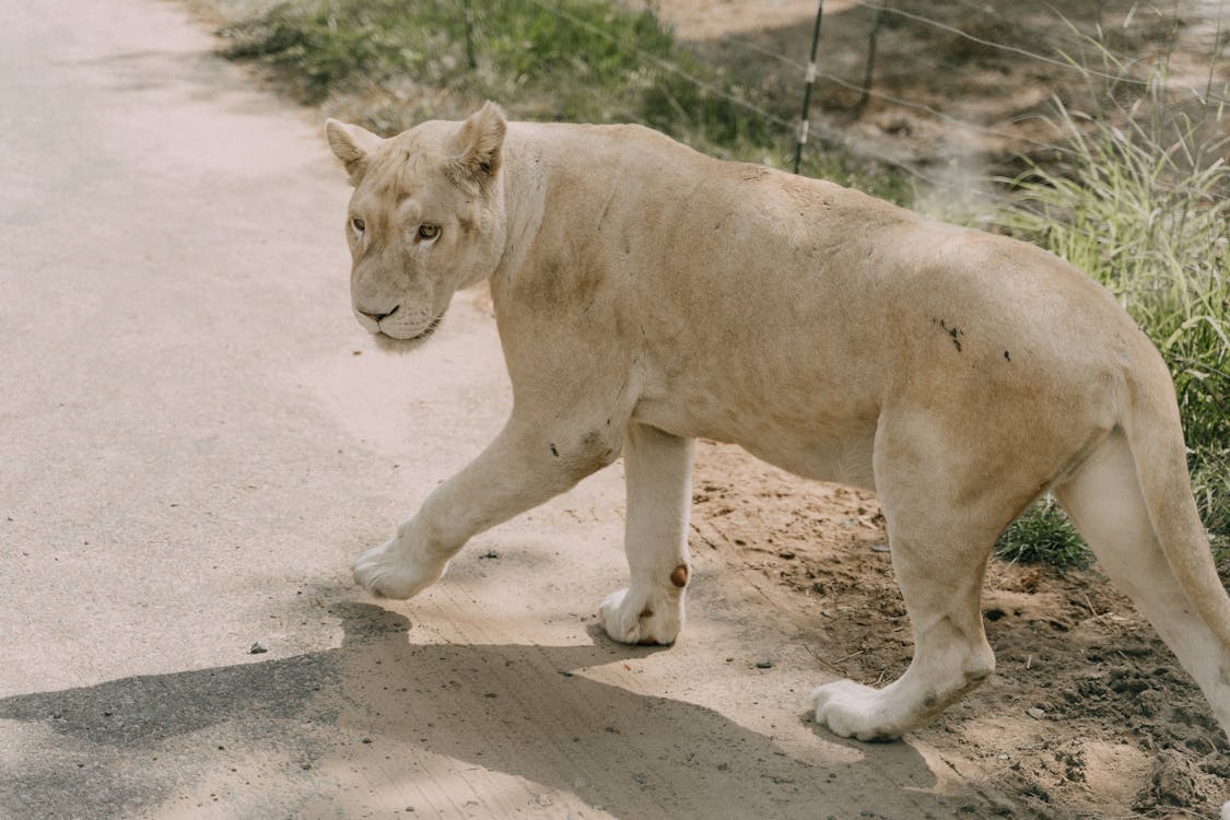 A Lion Walking on the Ground