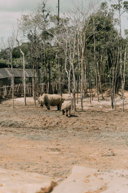 Rhinoceroses in a zoo enclosure surrounded by trees and earthy terrain.