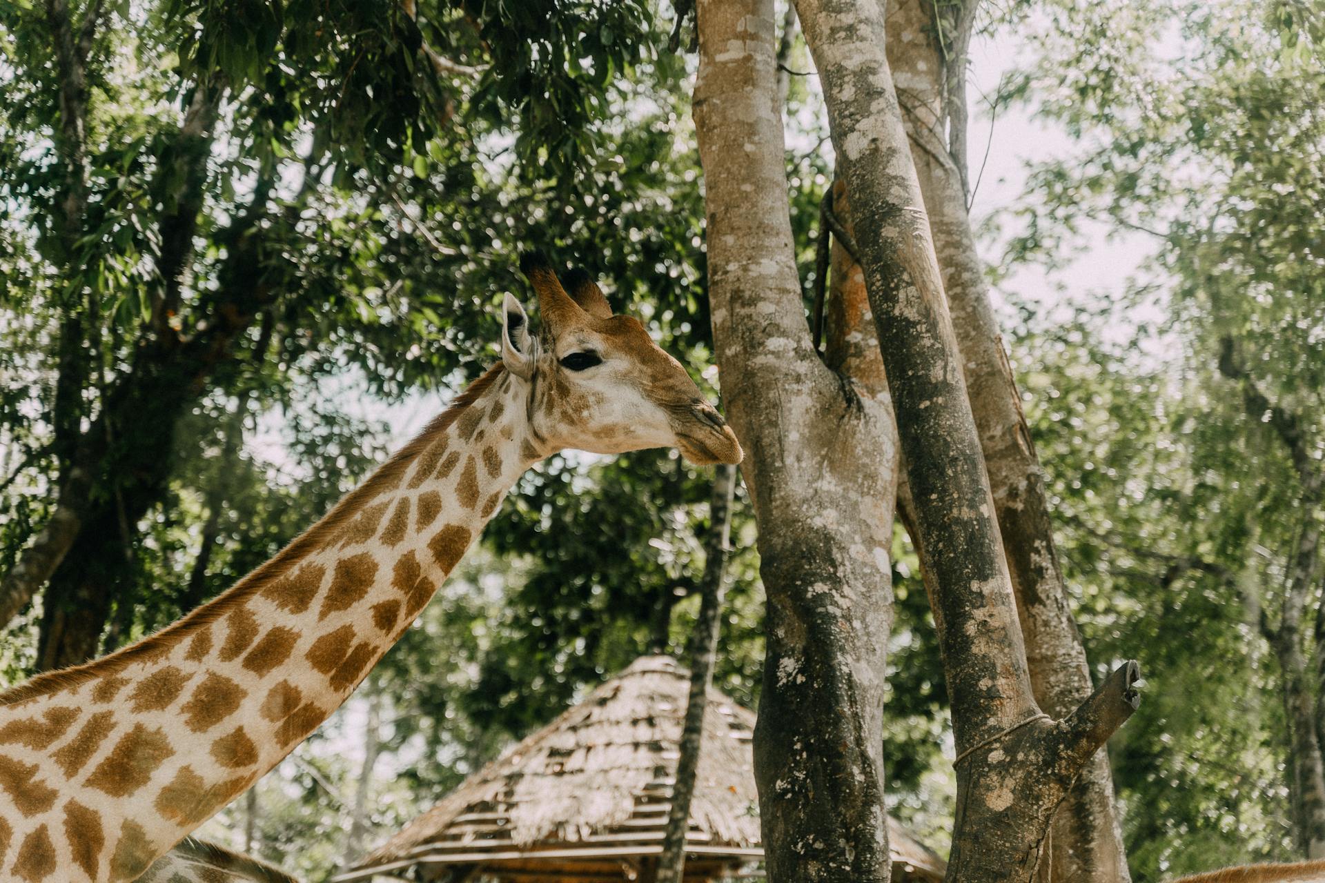 A Side View of a Giraffe with Long Neck