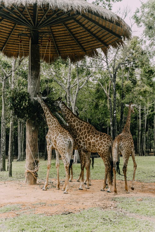 Immagine gratuita di alto, animale dello zoo, animali selvatici