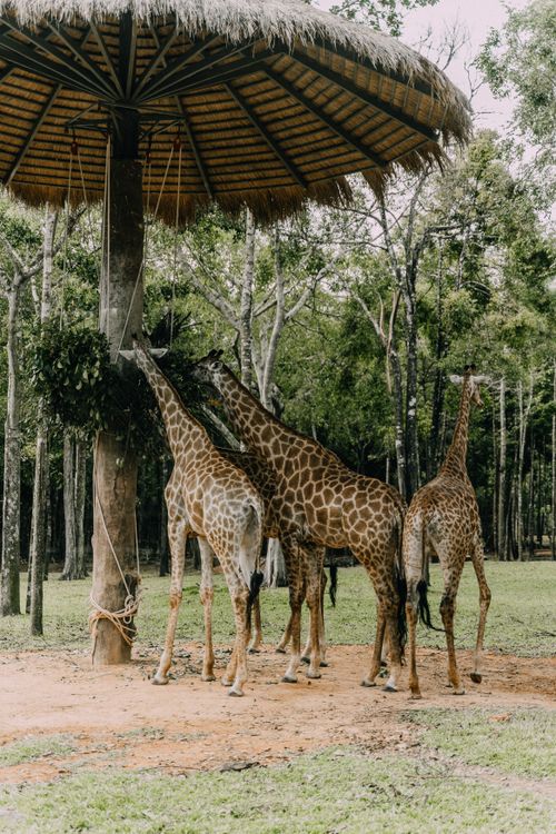Free Three giraffes feeding under a thatched roof surrounded by lush greenery in a safari setting. Stock Photo