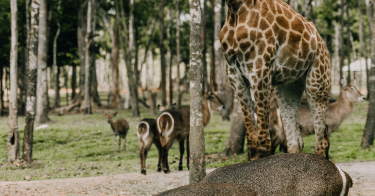 Photo Of Animals In A Zoo Park Free Stock Photo photo-of-animals-in-a-zoo-park-free-stock-photo