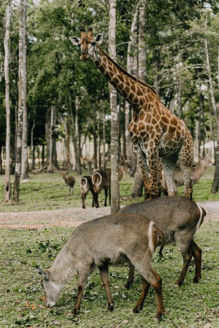 Majestic giraffe alongside grazing deers in a serene forest wildlife setting.