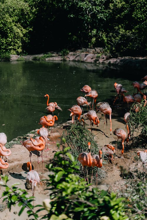 Free Pink Flamingos Near Body of Water Stock Photo