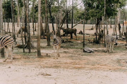 Zebras and antelopes walking in savanna