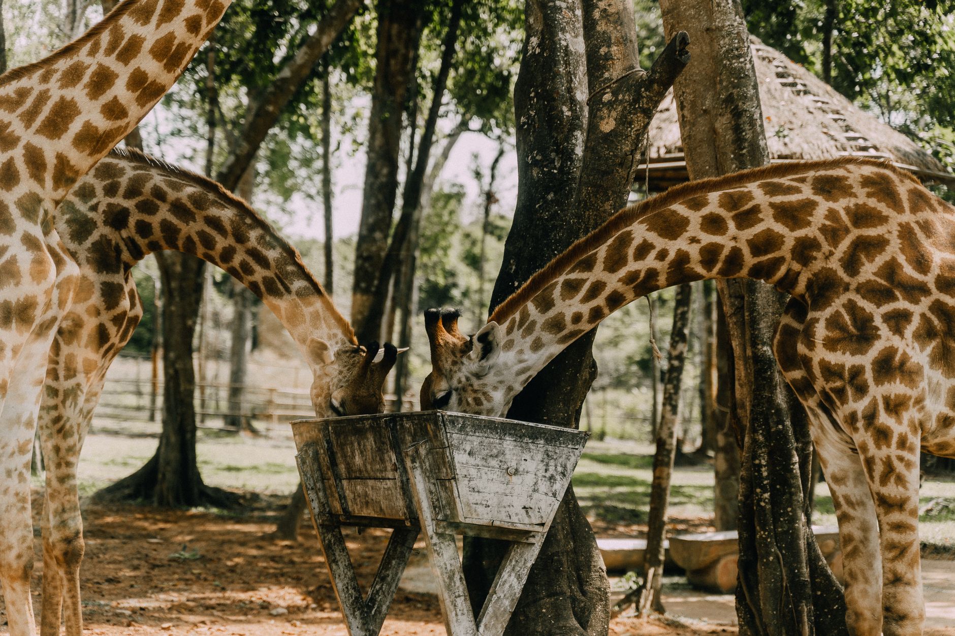 A child holding out food pellets to a giraffe over a wooden feeding platform