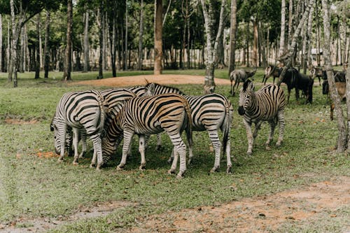Foto profissional grátis de animais, jardim zoológico, listra