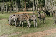 Free stock photo of 4k wallpaper, android wallpaper, animal