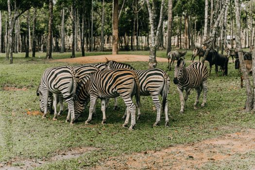 A group of zebras grazing in the forest of a safari park, displaying their unique stripe patterns.