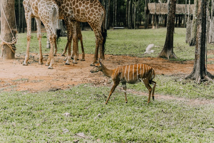 A Striped Nyala With Giraffes